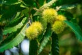 Close up of chesnuts in outdoors at spring Royalty Free Stock Photo