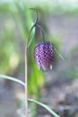 Close-up of chess flower