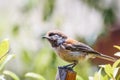 Close up of Chestnut backed Chickadee Poecile rufescens perched on top of a wooden post; blurred background, San Francisco Bay