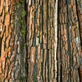 Close-up of chestnut bark. Background from living wood. Skin of the forest nature. Image created with Generative AI Royalty Free Stock Photo