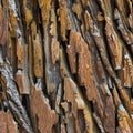 Close-up of chestnut bark. Background from living wood. Skin of the forest nature. Image created with Generative AI Royalty Free Stock Photo