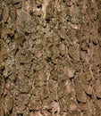 Close-up of chestnut bark. The texture of the trunk of Aesculus hippocastanum L. Background from living wood. skin of the forest Royalty Free Stock Photo