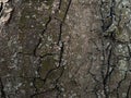 Close-up of chestnut bark. The texture of the trunk of Aesculus hippocastanum L. Background from living wood. skin of the forest Royalty Free Stock Photo