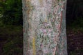 Close-up of chestnut bark. The texture of the trunk of Aesculus hippocastanum L. Background from living wood. skin of the forest Royalty Free Stock Photo