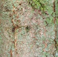 Close-up of chestnut bark. The texture of the trunk of Aesculus hippocastanum L. Background from living wood. skin of the forest Royalty Free Stock Photo