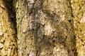 Close-up of chestnut bark. The texture of the trunk of Aesculus hippocastanum L. Background from living wood. skin of the forest Royalty Free Stock Photo