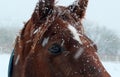 Close up of a chestnut brown horse in falling snow Royalty Free Stock Photo