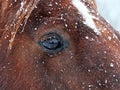 Close up of a chestnut brown horse in falling snow Royalty Free Stock Photo