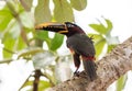 Close up of a Chestnut-eared Aracari, a beautiful bird related to the toucan