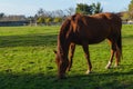 Chestnut horse eating grass in a meadow in a farm Royalty Free Stock Photo