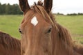 Close up of chestnut horse in a field Royalty Free Stock Photo