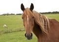 Close up of chestnut horse in a field Royalty Free Stock Photo