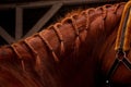 Close up of chestnut horse mane with plaits Royalty Free Stock Photo