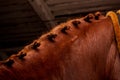 Close up of chestnut horse mane with plaits Royalty Free Stock Photo