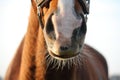 Close up of chestnut horse nose