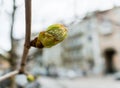 Close-up of a chestnut leaf beginning to unfold from a bud Royalty Free Stock Photo