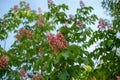 Close-up of a chestnut tree in full bloom in spring