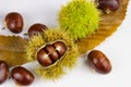 Close up of chestnuts husk and brown leaves