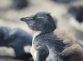 Close Up Of Chick Rockhopper Penguin, Falkland Islands Royalty Free Stock Photo