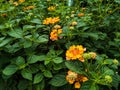 close up of chicken droppings or lantana urticoides flowers Royalty Free Stock Photo