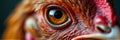 Close-up of chicken eye with vibrant feathers and detailed texture Royalty Free Stock Photo