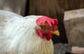 CLose up of chicken face on a free range poultry farm Royalty Free Stock Photo