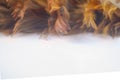 Chicken feathers or beautiful orange birds Light from the back for the background and design