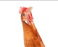 Close up of chicken head funny acting isolated white background Royalty Free Stock Photo