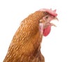 Close up chicken head isolated white Royalty Free Stock Photo