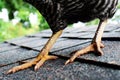 Close-up Of Chicken Legs On Rooftop