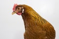 Close up of a chicken`s head and upper body, side profile of head with beak, comb, wattles, and eye. Royalty Free Stock Photo