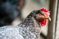 Close up of chickens in the coop. Hen in a farmyard