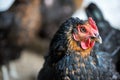 Close up of chickens in the coop. Hen in a farmyard