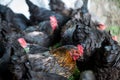 Close up of chickens in the coop. Hen in a farmyard