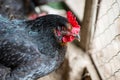 Close up of chickens in the coop. Hen in a farmyard