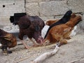 Close up of chickens eat grains Eggs Chickens on traditional range poultry farm. Chicken organic farm. Chickens in the village. Po Royalty Free Stock Photo