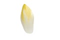Close up of Chicory, chicon or Endive white vegetable. Royalty Free Stock Photo