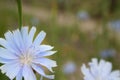 Close up chicory flowers Royalty Free Stock Photo