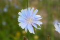 Close up chicory flowers Royalty Free Stock Photo