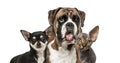 Close-up of chihuahua, boxer and sphynx, isolated