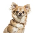 Close-up of a Chihuahua with collar, looking at the camera, 2 years old