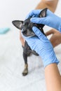 Close up chihuahua dog examined by vet, diagnosis and treatment of animals Royalty Free Stock Photo