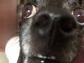 Close up of chihuahua dog face