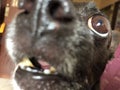 Close up of chihuahua dog face