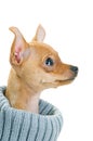 Close-up of Chihuahua dog in sweater