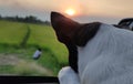Close up chihuahua dog waiting for his owner that take a photo sunset sky background on the evening Tuesday. Pets lover concept. Royalty Free Stock Photo