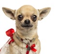 Close-up of a Chihuahua with fancy collar, looking at the camera, 4 years old