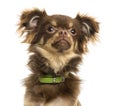 Close-up of a Chihuahua with green collar, looking up