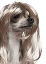 Close-up of Chihuahua with long hair wig