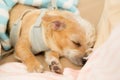 Close up chihuahua puppy dog sleeping Royalty Free Stock Photo